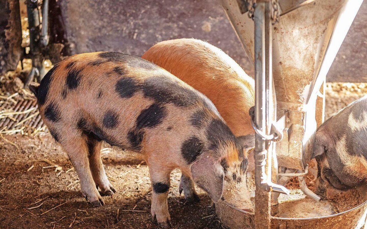 Drei mittelgrosse Ferkel in den unterschiedlichsten Farben suchen in der Futterschale nach Futter.