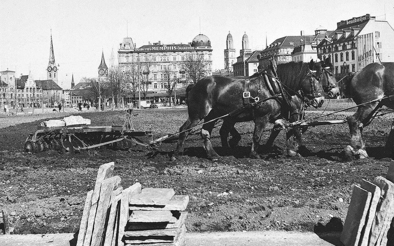 Seit ihrer Einführung sicherte die Kartoffel die Ernährung: Im Zweiten Weltkrieg wurde auf der Bellevue-Wiese städtisches Land für ihren Anbau genutzt.
