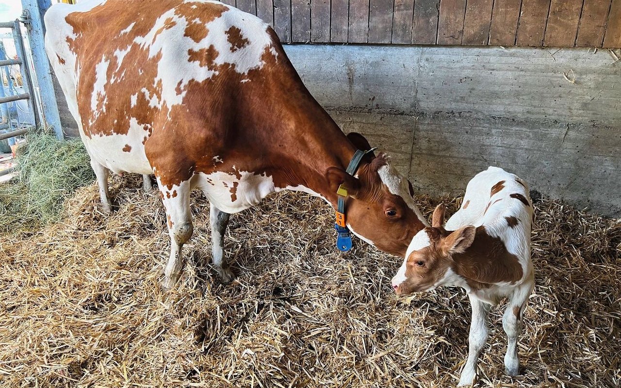 Kuh Boston schleckt ihr neugeobrenes Kalb ab.