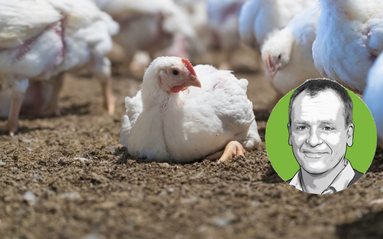 Porträt von Adrian Waldvogel vor dem Foto eines Mastpoulets, das am Boden sitzt.