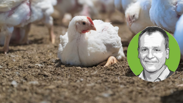 Ukraine-Krieg Geflügel Porträt von Adrian Waldvogel vor dem Foto eines Mastpoulets, das am Boden sitzt.