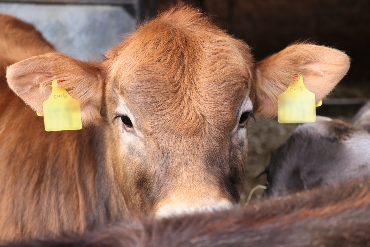 Wer das Verhältnis von tierischen und pflanzlichen Futter-Inhaltsstoffen sowie flüssiger und fester Nahrung der Entwicklung des Kalbs anpasst, kann Magen-Darm-Störungen vermeiden. Bild: BauZ/Ruth Aerni