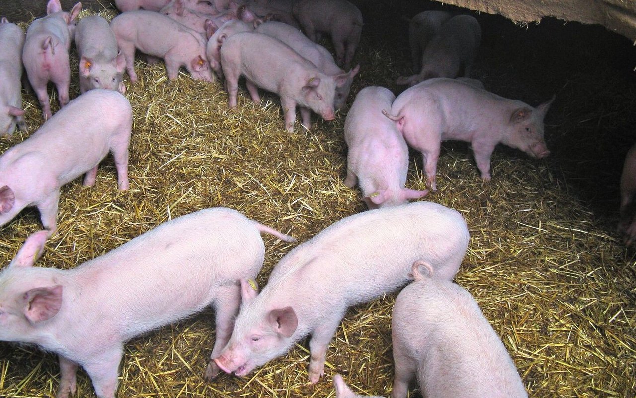 Schweine stehen im mit Stroh eingestreuten Stall, einige Tiere husten.