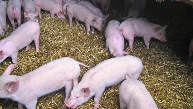 Schweine stehen im mit Stroh eingestreuten Stall, einige Tiere husten.