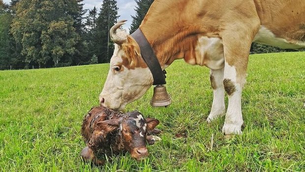 Eine behornte Simmentaler Kuh leckt ihr frisch geborenes Kalb, das auf der Weide im Gras liegt, trocken.