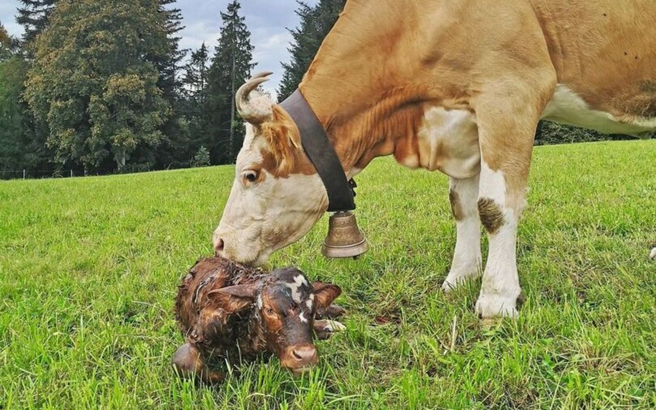 Eine behornte Simmentaler Kuh leckt ihr frisch geborenes Kalb, das auf der Weide im Gras liegt, trocken.