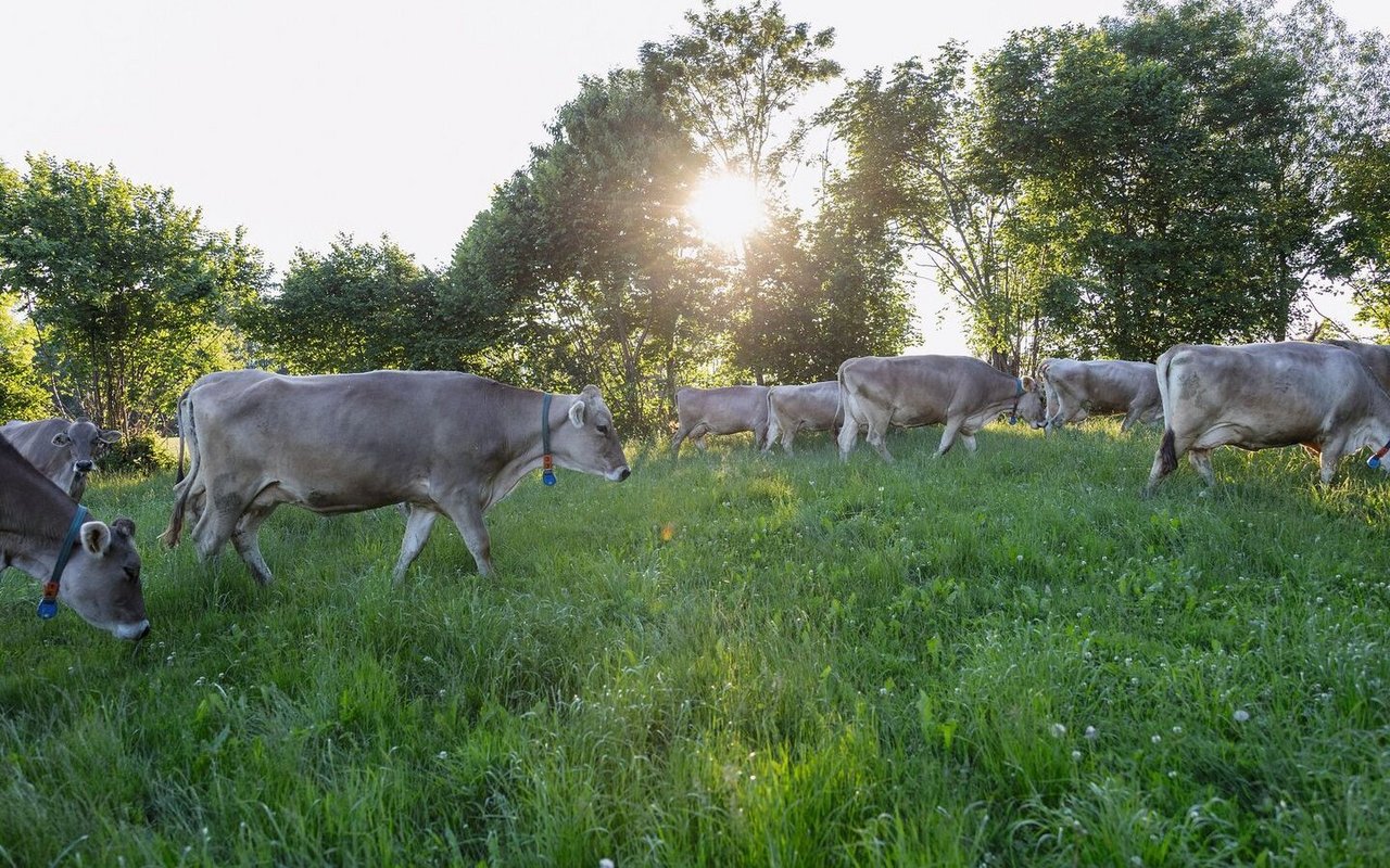 Eine standortangepasste, klimafreundliche Milchproduktion ist das Ziel desBLW-Ressourcenprojekt KlimaStaR-Milch.