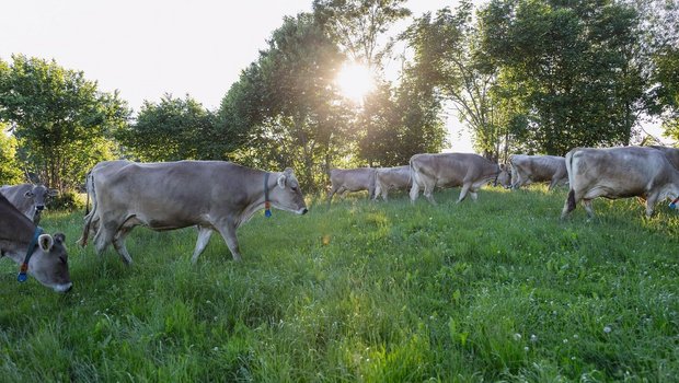 Eine standortangepasste, klimafreundliche Milchproduktion ist das Ziel desBLW-Ressourcenprojekt KlimaStaR-Milch.