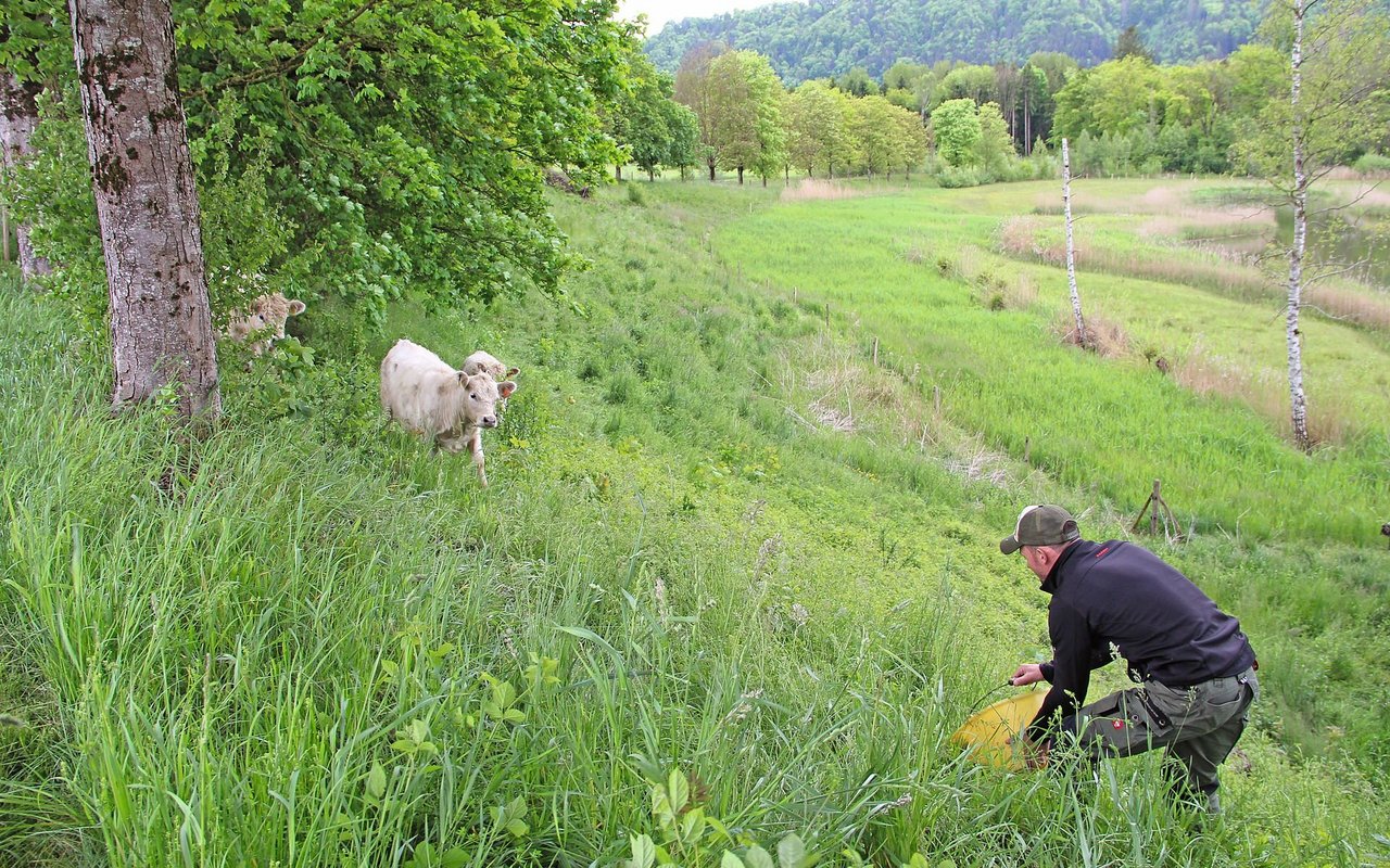 Kobels Galloway-Rindern beweiden extensive Naturschutzflächen. Bild: die grüne/Sebastian Hagenbuch