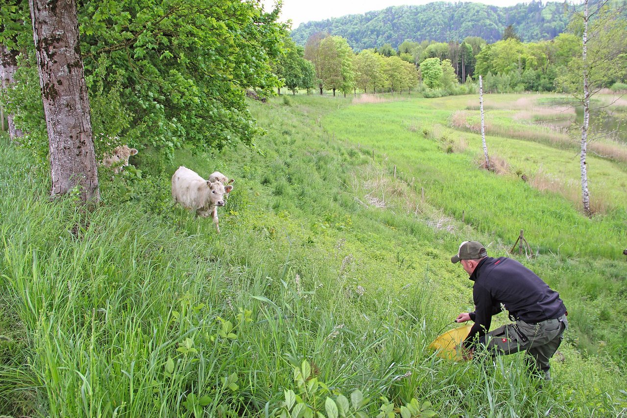 Kobels Galloway-Rindern beweiden extensive Naturschutzflächen. Bild: die grüne/Sebastian Hagenbuch