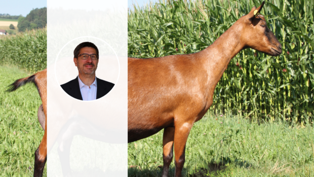 Gämsfarbige Gebirgsziege und Thomas Herren Das Porträt-Foto von Thomas Herren ist über ein Foto einer Gämsfarbigen Gebirgsziege gelegt, die auf der Weide steht.
