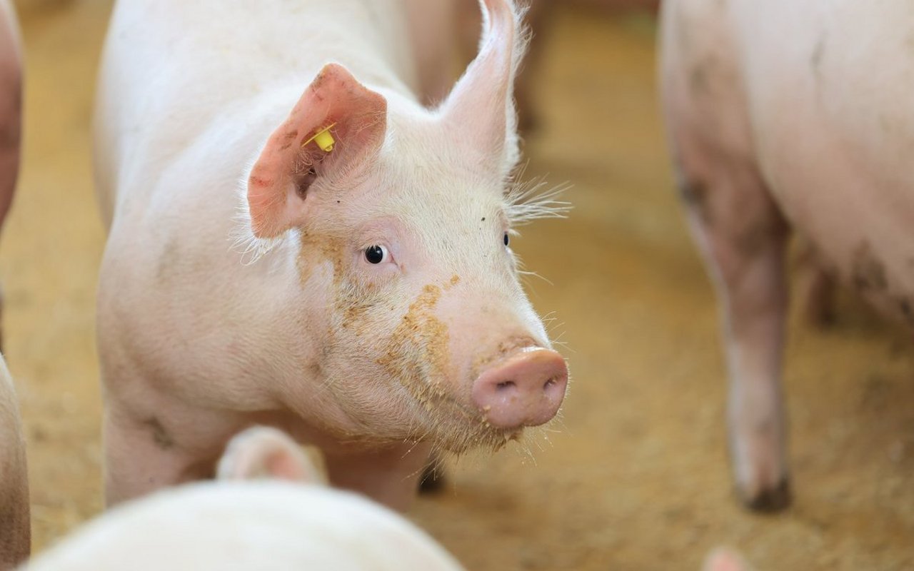 Ein Schwein steht im Stall.