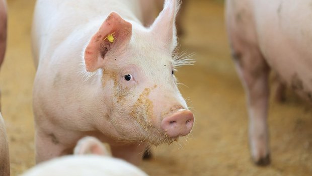 Ein Schwein steht im Stall.