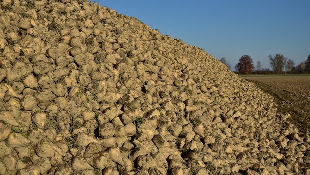 Ab 2021 dürften deutlich mehr Zuckerrüben-Haufen aus IP-Suisse-Rüben auf den Feldern bereitliegen. (Bild PIxabay)