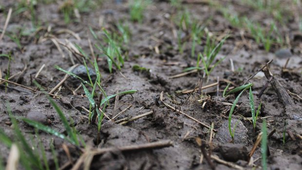 Der am 24. November gesäte Winterweizen ist trotz Spätsaat regelmässig aufgelaufen. Bild: Hans Ramseier