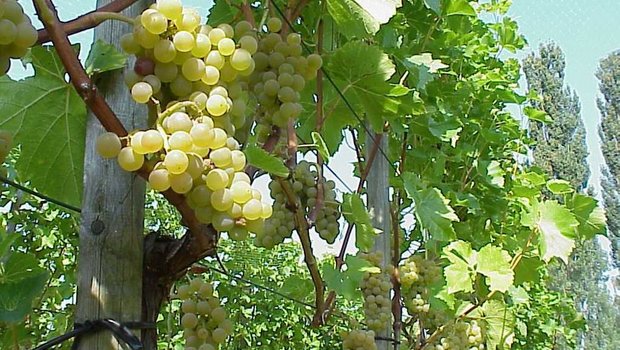 Das Label «AOC Zürichsee» gilt neu auch für Weine aus Trauben, die auf Ausserschwyzer Boden gereift sind. (Bild BauZ)