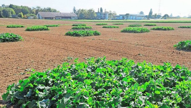 In einem Feldversuch untersuchte Agroscope den Einfluss von Raps in Mischkultur auf den Schädlingsdruck im Raps.  