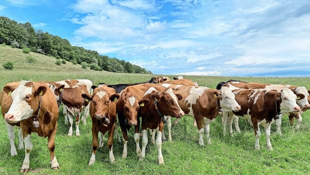 Für das Rindvieh dürfte das Virus aufgrund der schwachen Erkrankung kein Problem sein. Unklar ist bislang jedoch, wie lange es sich in einer Herde halten kann.