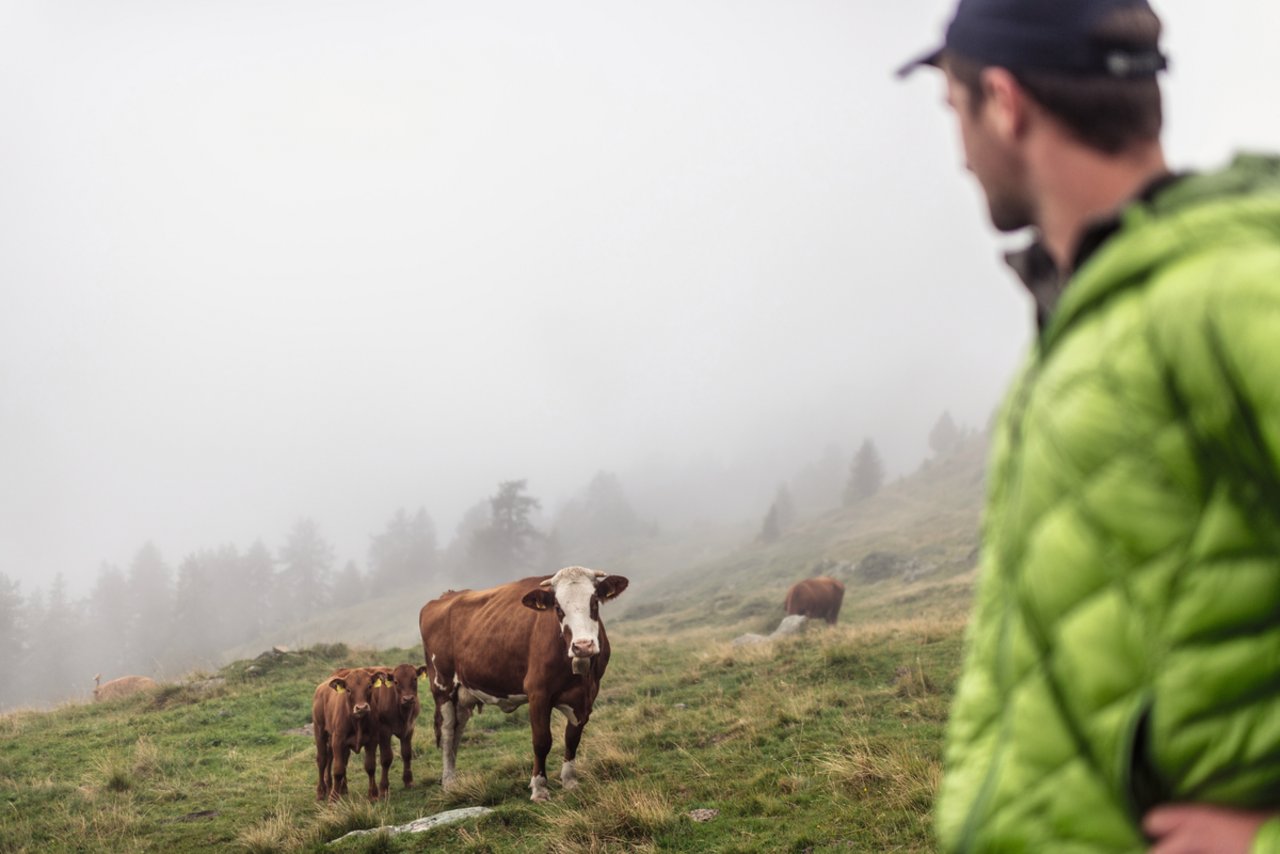 Young Farmer Nando Neuhäusler besucht seine Mutterkühe auf seiner Alp Mustera in Susch GR. Bild: Mattias Nutt