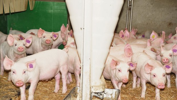 Blick in einen Aufzuchtstall im Bernbiet: Tierwohl, Fleischqualität und die Tiergesundheit sind die Trümpfe der Schweizer Schweinehaltung.  Letzteres wird nun in der Vermarktung wichtig.  (Bild Armin Emmenegger)