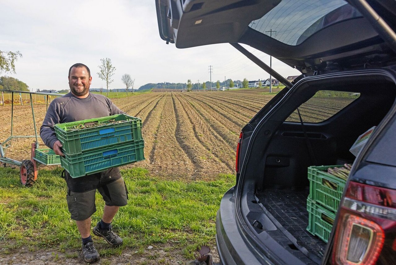 Gute Ernte am frühen Morgen: Serge Duperrex und seine HelferInnen ernten an den stärksten Tagen morgens bis 100 kg Spargeln, am Nachmittag weitere 70 Kilogramm.