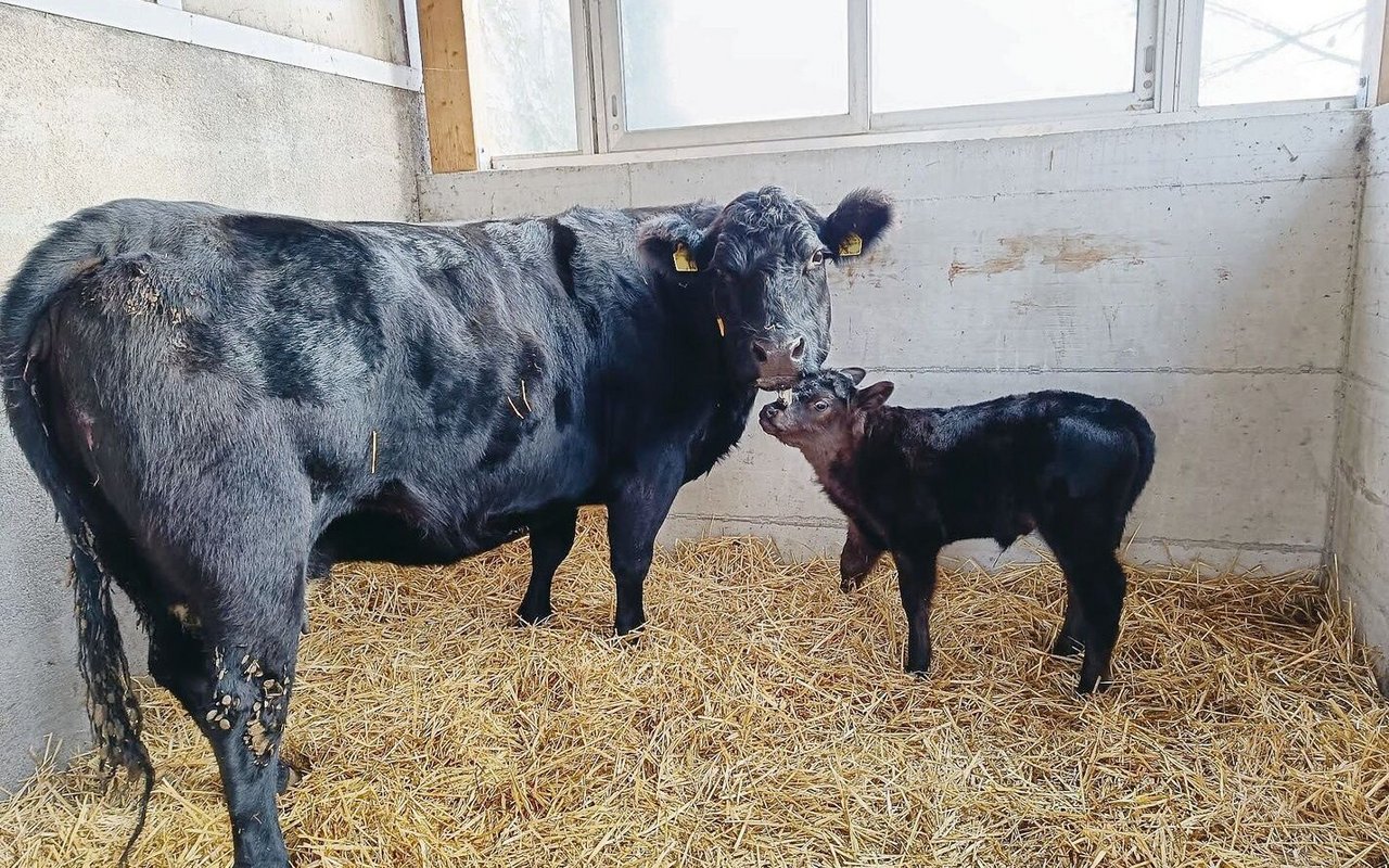 Kuh «Perle» mit ihrem gesunden Nachwuchs. Die Geburt verlief schnell und problemlos.