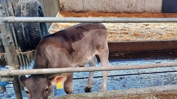 Pflanzenkohle in der Kälberhaltung Ein Kalb steht an der Futterkrippe. Hinter ihm ist ein schwarzer Pneu an das Gitter gehängt, worin sich Pflanzenkohle befindet.