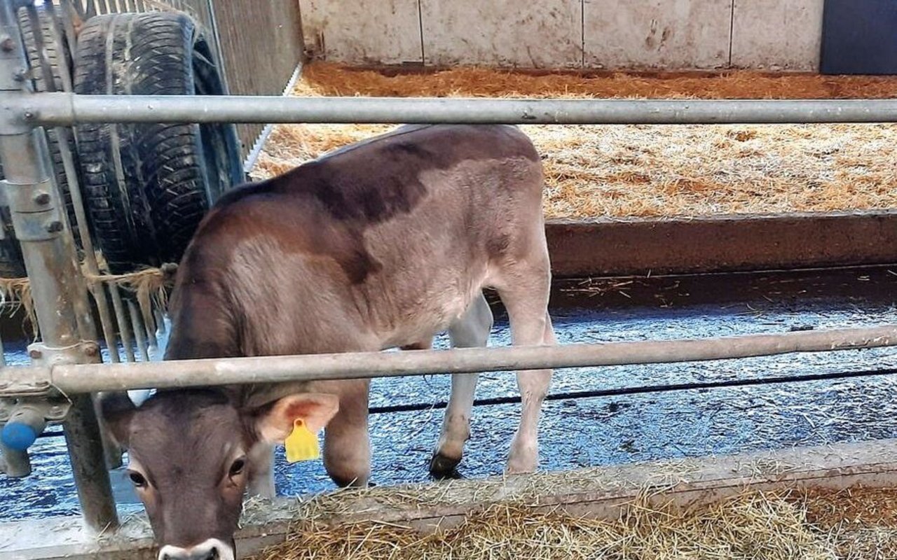 Ein Kalb steht an der Futterkrippe. Hinter ihm ist ein schwarzer Pneu an das Gitter gehängt, worin sich Pflanzenkohle befindet.