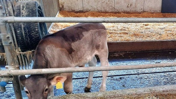 Ein Kalb steht an der Futterkrippe. Hinter ihm ist ein schwarzer Pneu an das Gitter gehängt, worin sich Pflanzenkohle befindet.