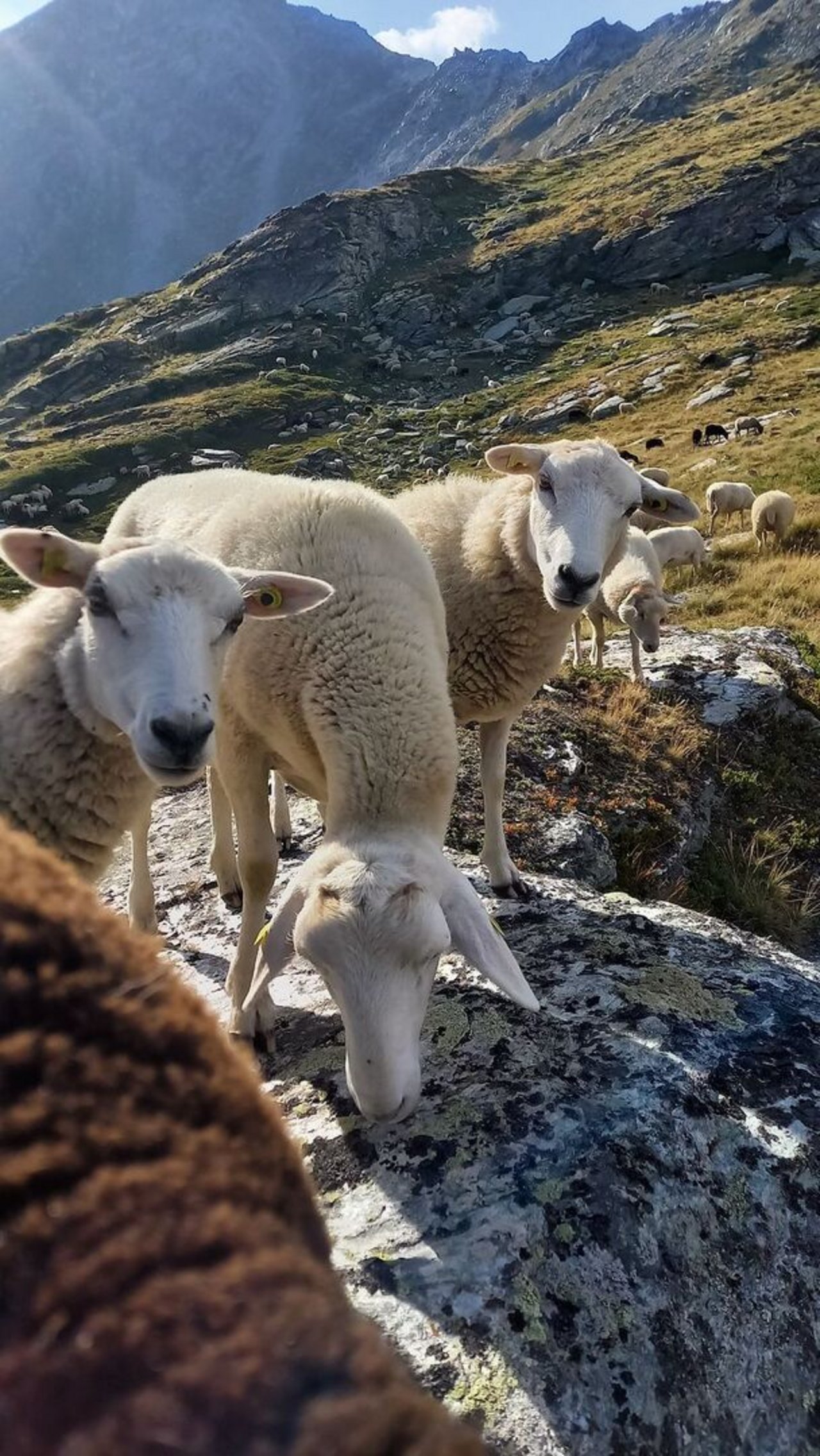 Schafe stehen auf einem Felsblock, in der Ferne ist die restliche Herde zu sehen.