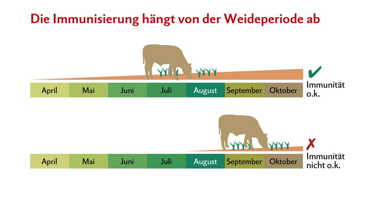 Rinder brauchen Kontakt mit Parasiten, um die körpereigene Abwehr aufzubauen. Quelle: FibL-Merkblatt «Innere Parasiten der Rindern mit Weidemanagement nachhaltig regulieren»