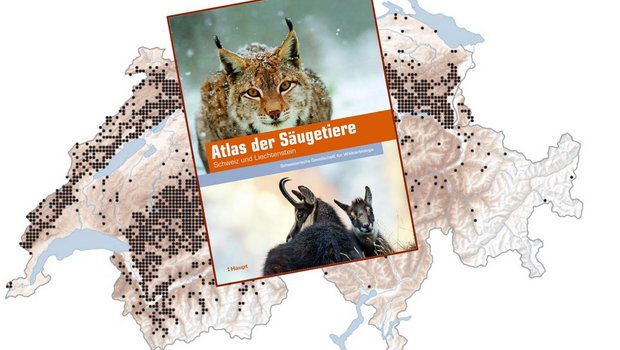 «Atlas der Säugetiere – Schweiz und Liechtenstein», Haupt-Verlag (Bild: «die grüne»)