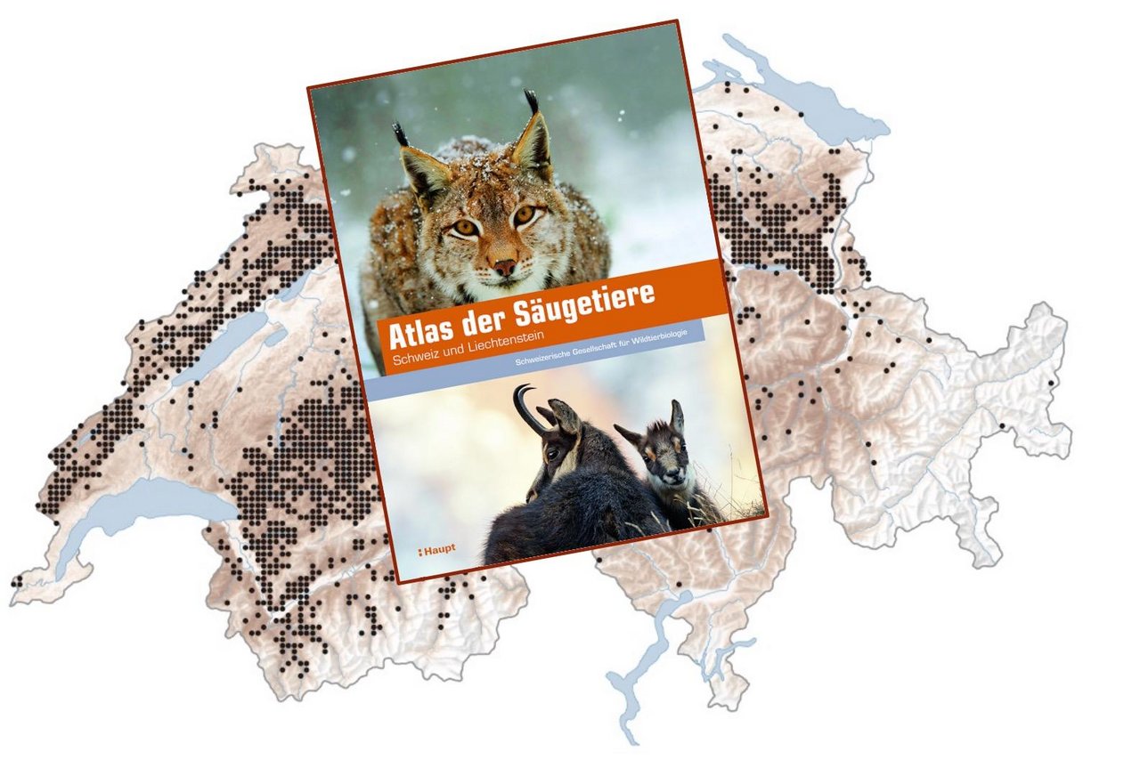 «Atlas der Säugetiere – Schweiz und Liechtenstein», Haupt-Verlag (Bild: «die grüne»)