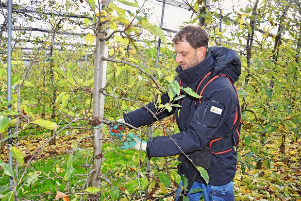 Winterzeit ist Schnittzeit bei Niederstamm-Bäumen Wächst der Baum zu dicht, müssen ganze Äste abgeschnitten werden. Am besten wird ein Trieb gewählt, der qualitativ weniger hochwertig ist. Bild: Katrin Erfurt