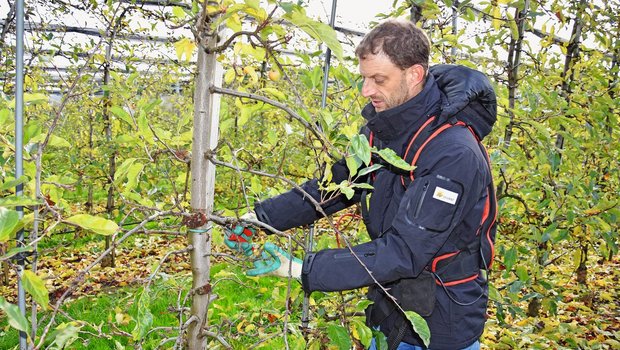 Winterzeit ist Schnittzeit bei Niederstamm-Bäumen Wächst der Baum zu dicht, müssen ganze Äste abgeschnitten werden. Am besten wird ein Trieb gewählt, der qualitativ weniger hochwertig ist. Bild: Katrin Erfurt