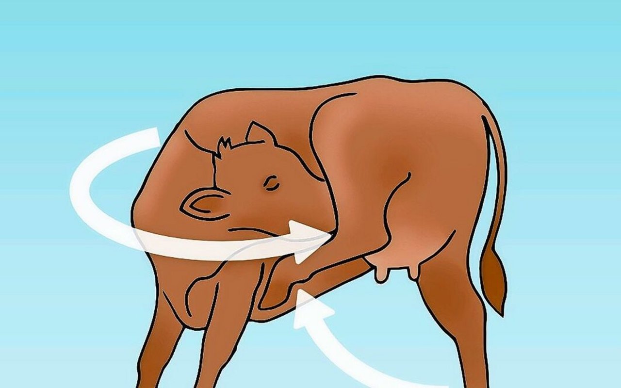 Die Tiere stehen auf drei Beinen und lecken sich unter dem Euterschenkel.