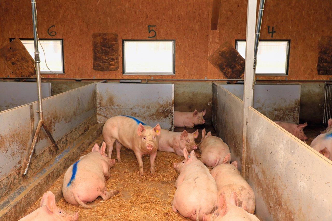 Diese gesunde Tiere entwickeln sich gut, dank planmässiger, korrekter Impfung und einem Stall, in dem die Hygiene-Massnahme konsequent eingehalten werden. Bild: Peter Röthlisberger