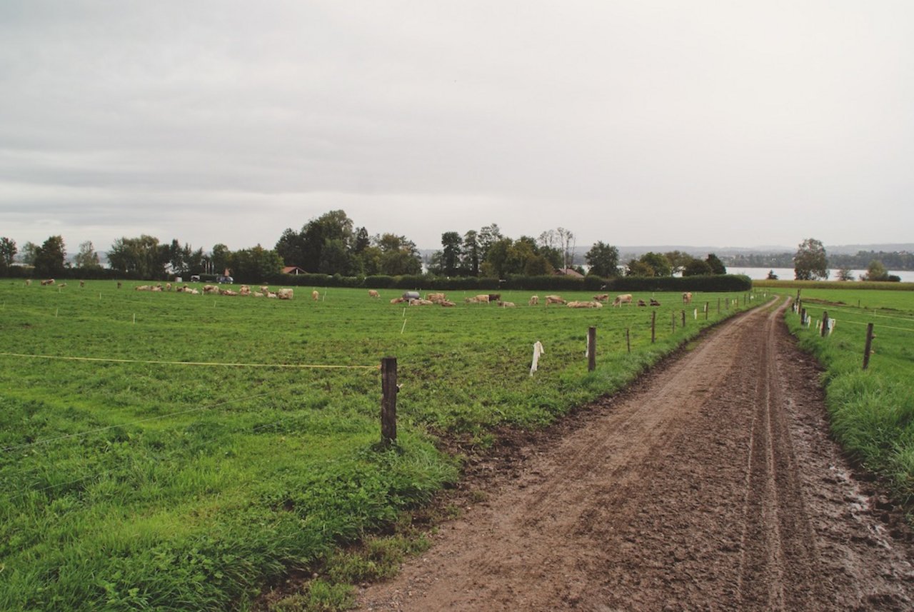 Beim «irischen Weidemanagement» schonen Koppeln entlang des Weidewegs die Grasnarbe. Bild: Michael Götz