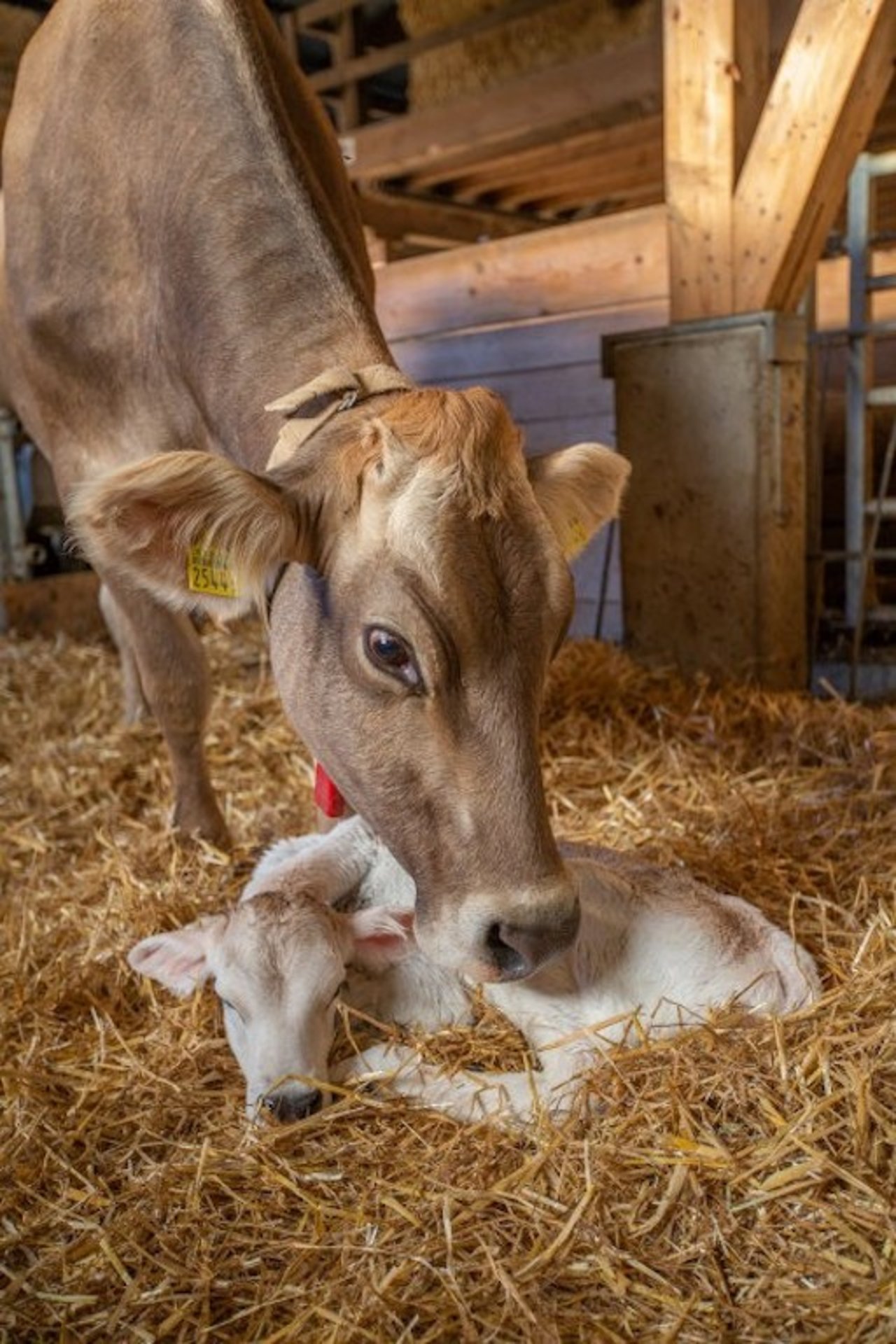 Nach der Geburt sind Kuh und Kalb wohlauf. In einer sauber eingestreuten Abkalbe-Box mit Blick auf die Herde fühlt sich die Kuh wohl. Bild: Braunvieh Schweiz