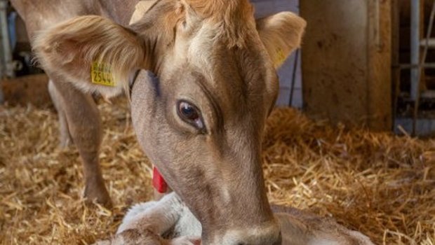 Nach der Geburt sind Kuh und Kalb wohlauf. In einer sauber eingestreuten Abkalbe-Box mit Blick auf die Herde fühlt sich die Kuh wohl. Bild: Braunvieh Schweiz