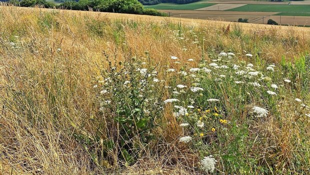 Im Herbst gesäte Buntbrachen sind weniger artenreich. Bei hohem Unkrautdruck von Frühjahrskeimern kann sich eine Herbstsaat aber lohnen.