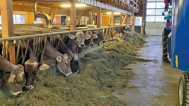Milchkuh Fütterung Braunvieh frisst im Stall eine Totalmischration vom Futtertisch.