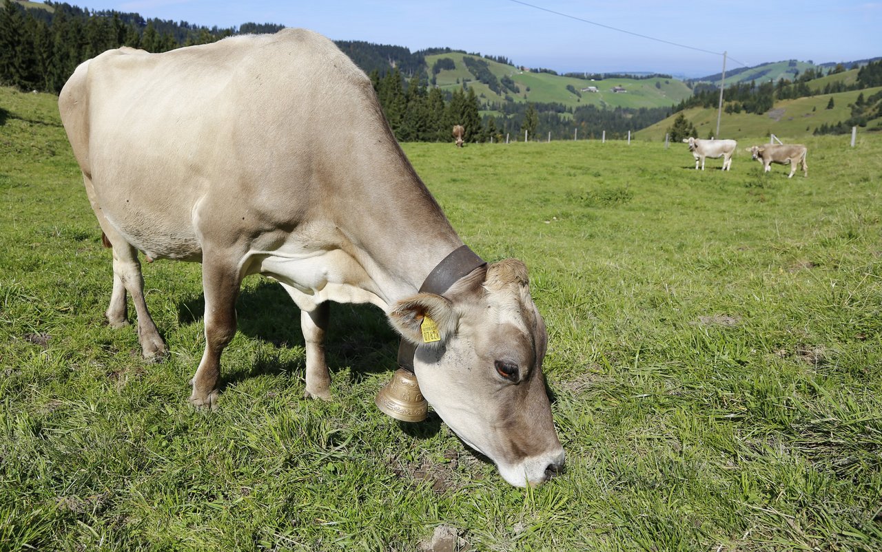 Schweizer Kühe fressen hauptsächlich Raufutter wie Gras. (Bild lid/ji)