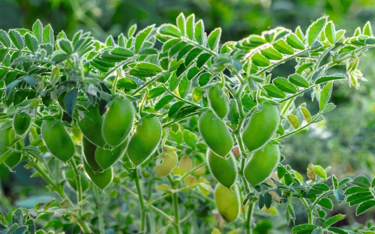 Der Anbau von Proteinpflanzen ist herausfordernd: Im kühlen und nassen Jahr hatten die Schweizer Kichererbsen-ProduzentInnen einen Totalausfall.