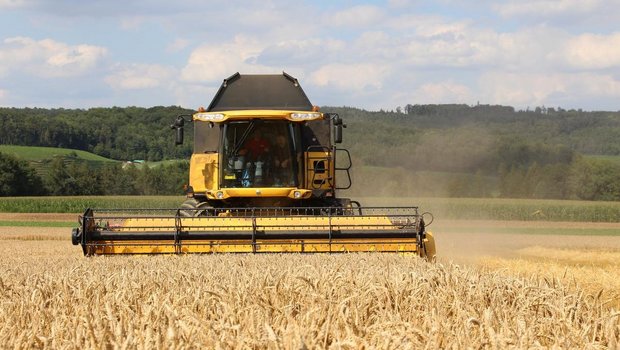 Die Weizenernte war 2025 gut, mit einer zufriedenstellenden Qualität.