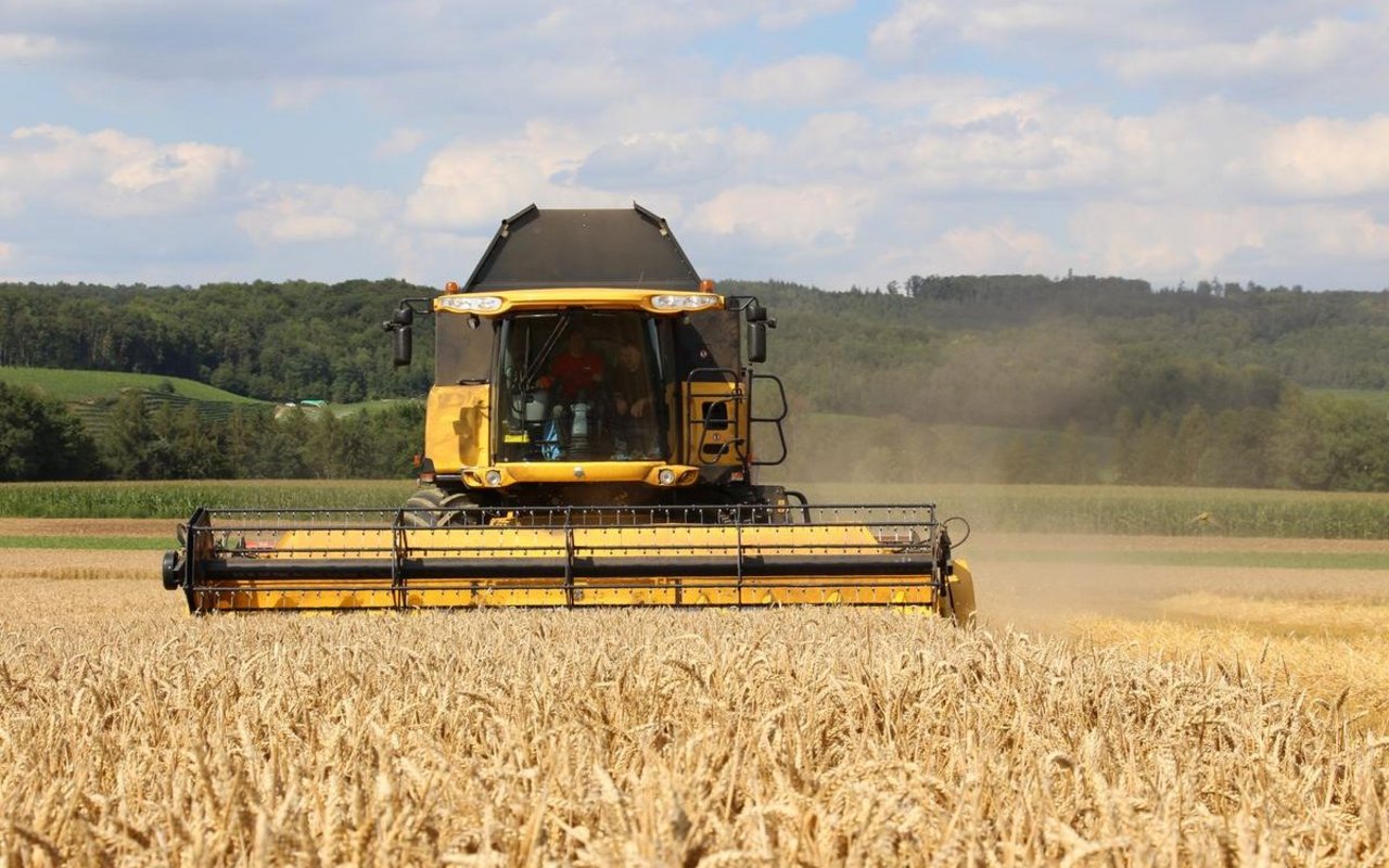 Die Weizenernte war 2025 gut, mit einer zufriedenstellenden Qualität.