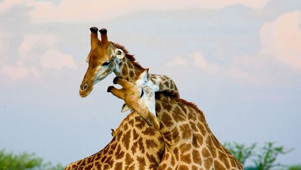 Rund 90 Prozent des Rund 90 Prozent des Sexualverhaltens unter Giraffen ist homosexuell.