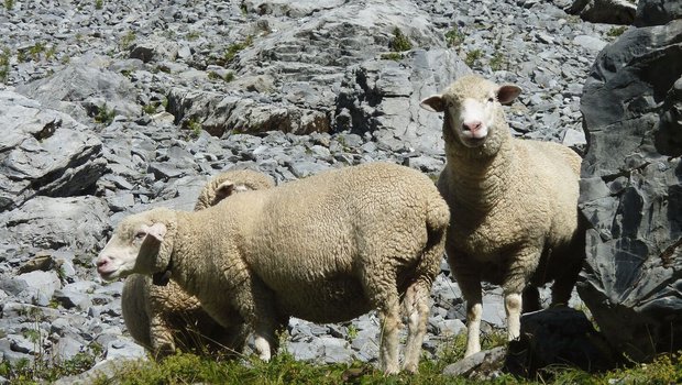 Wenn die Sömmerung z Wenn die Sömmerung zu Ende geht und Auen zum Schlachthof geführt werden, sollte vorher ausgeschlossen werden, dass sie trächtig sind.Bild: BGK