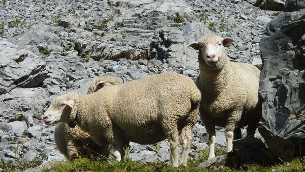 Wenn die Sömmerung zu Ende geht und Auen zum Schlachthof geführt werden, sollte vorher ausgeschlossen werden, dass sie trächtig sind.Bild: BGK