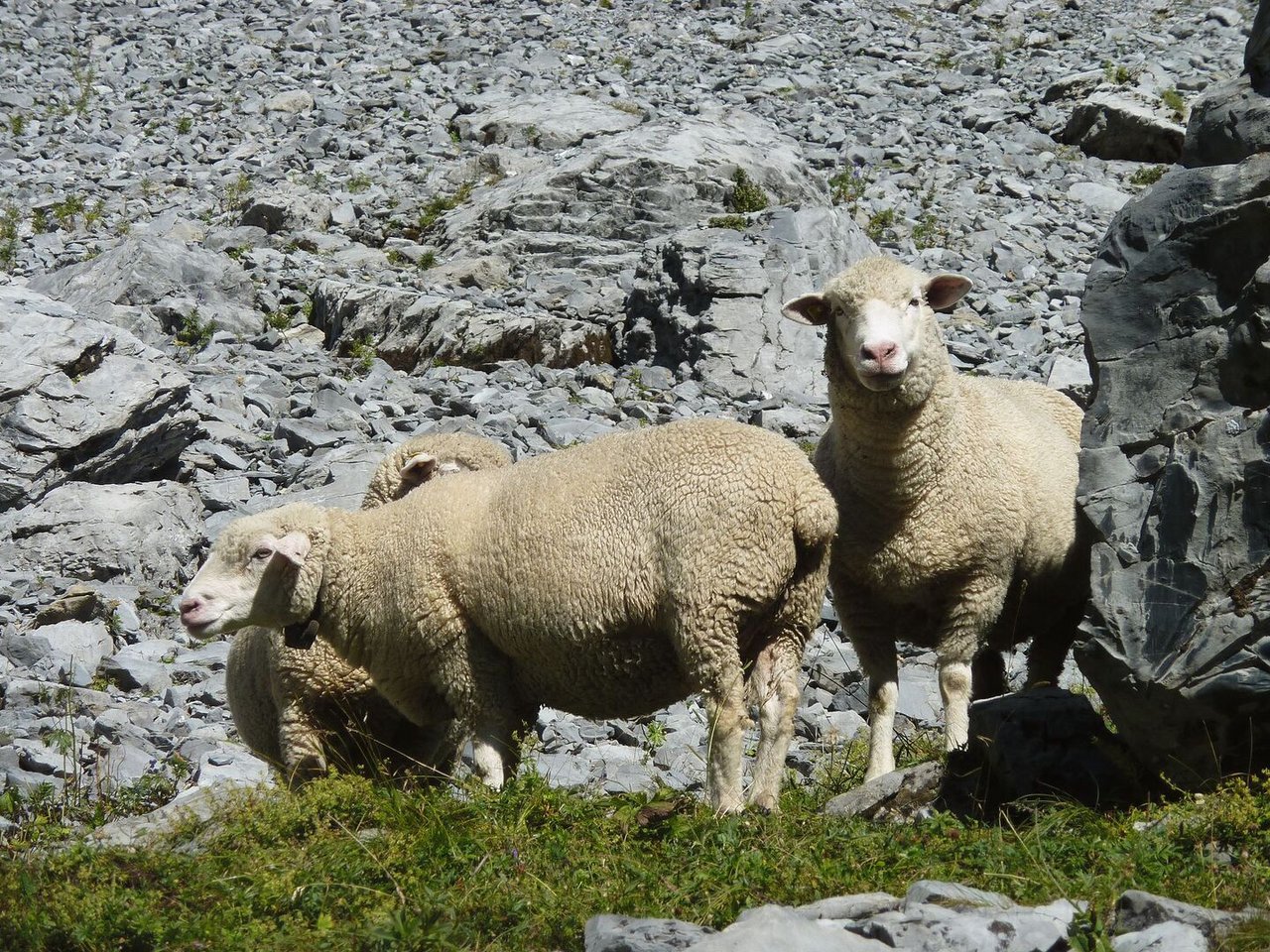 Wenn die Sömmerung zu Ende geht und Auen zum Schlachthof geführt werden, sollte vorher ausgeschlossen werden, dass sie trächtig sind.Bild: BGK